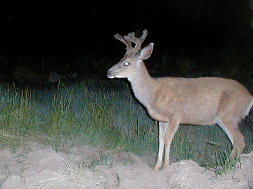 Trail Cam Check - 7/23/06