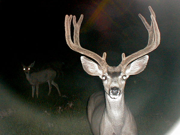 Last Trail Cam Check 2008