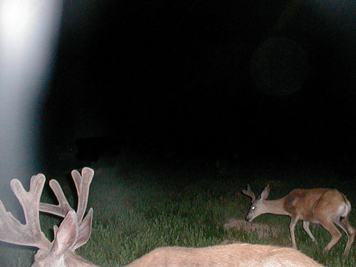 Trail Cam Check - 7/23/06