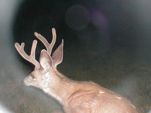 Trail Cam Check - 7/23/06 - Round #2