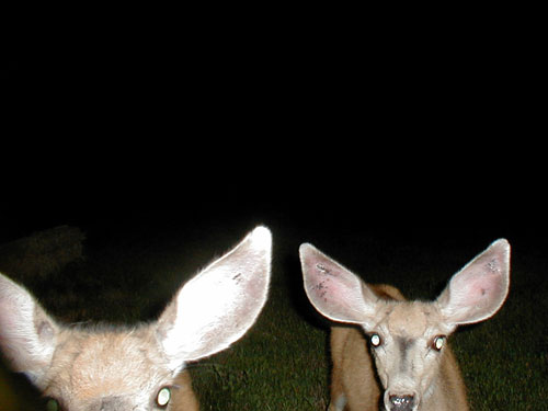 Trail Cam Check - 7/23/06 - Round #2