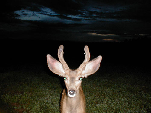 Trail Cam Check - 7/23/06 - Round #2