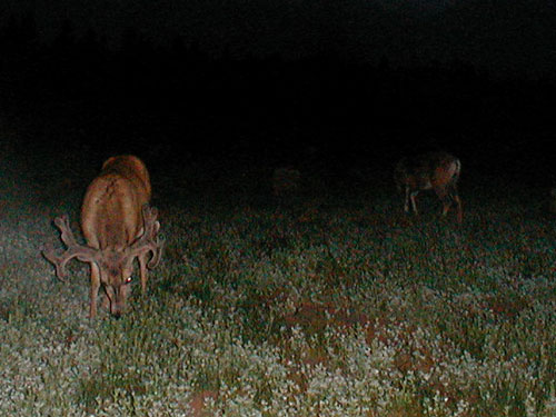 Trail Cam Check - 7/23/06 - Round #2