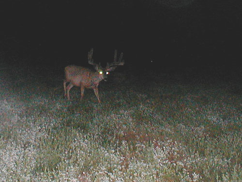 Trail Cam Check - 7/23/06 - Round #2