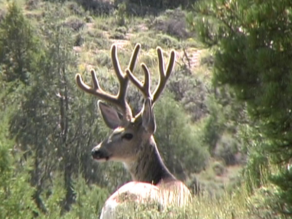 After he bounded away - Blown stalk (4x5)