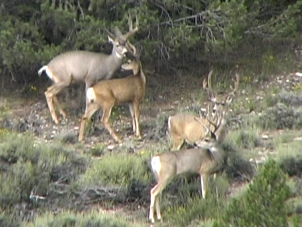 Group after blown stalk #1