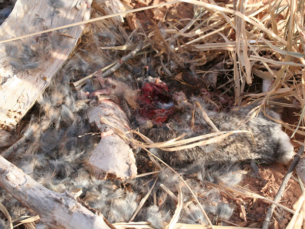 CottonTail Rabbit Remains