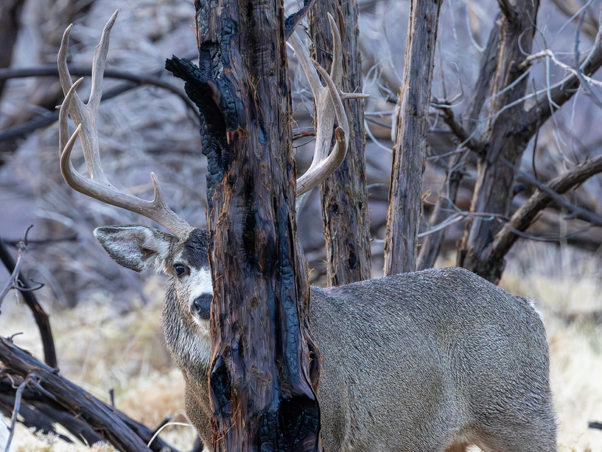 Cool Rut Buck Photo - 2024