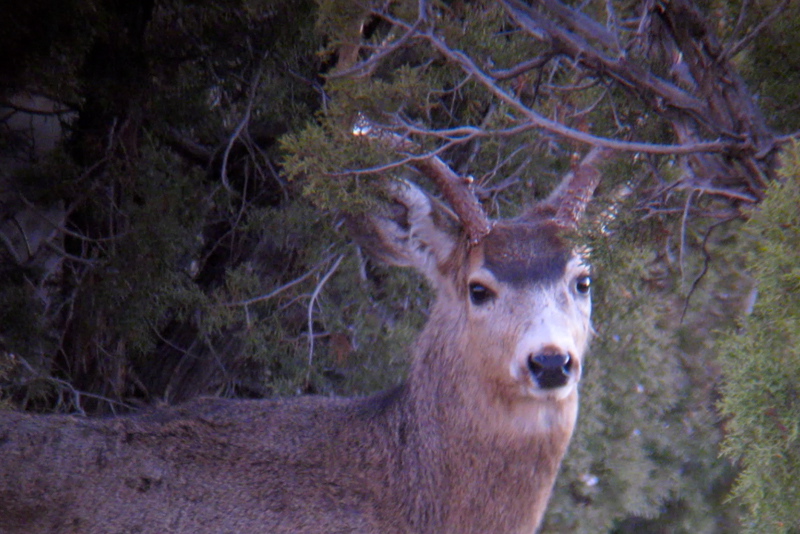 Digiscope Buck - Testing