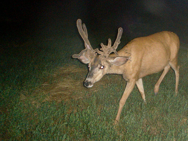 Freaky Stag buck!