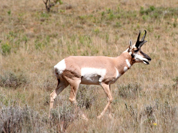 Tired Antelope Buck!