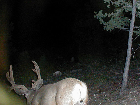 Some NICE ones or BIGGER bucks on trail cam.