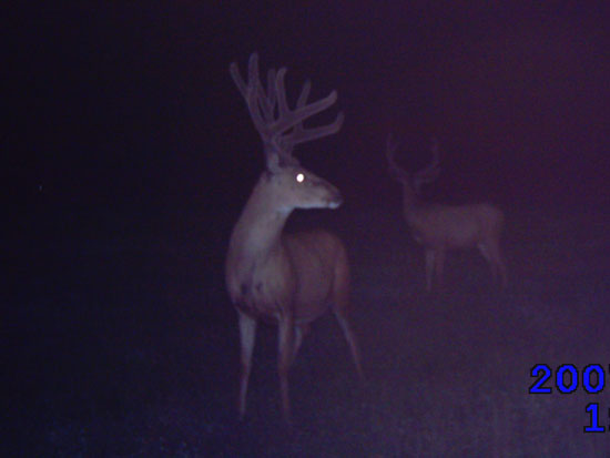 Some NICE ones or BIGGER bucks on trail cam.