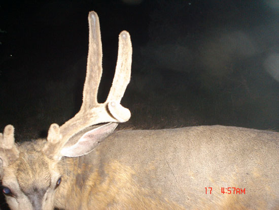 Some NICE ones or BIGGER bucks on trail cam.