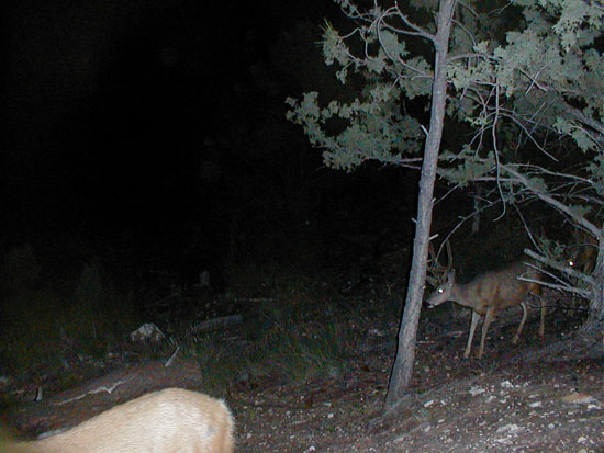 Some NICE ones or BIGGER bucks on trail cam.