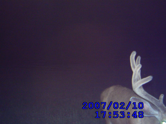 Some NICE ones or BIGGER bucks on trail cam.