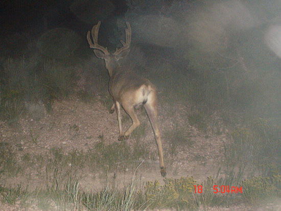 Some NICE ones or BIGGER bucks on trail cam.