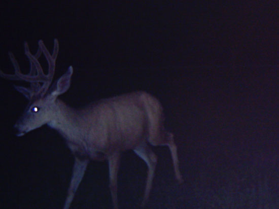 Some NICE ones or BIGGER bucks on trail cam.