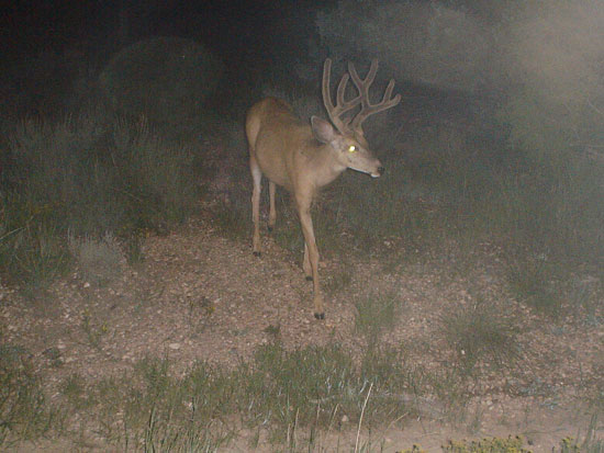 Some NICE ones or BIGGER bucks on trail cam.