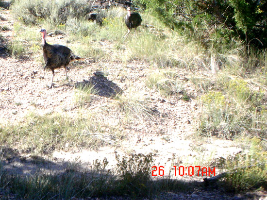 Turkey pic on cam again.