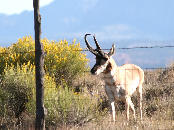 Unicorn Antelope Part II