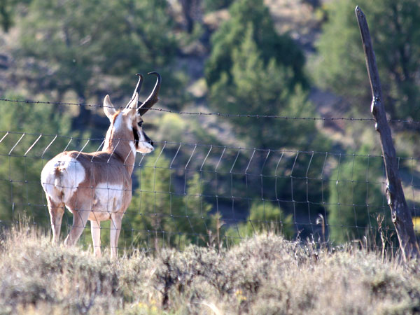 Unicorn Antelope Part II