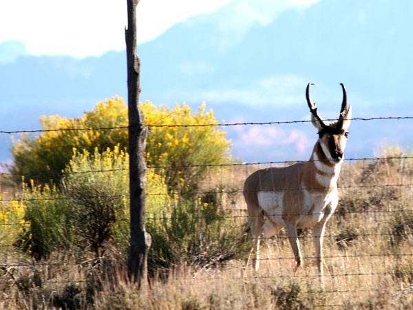 Unicorn Antelope Part II