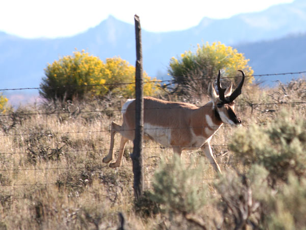 Unicorn Antelope Part II