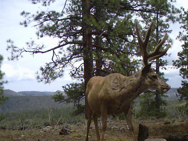 2006 Trail Cam pics