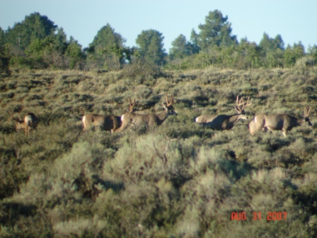 A few small bucks