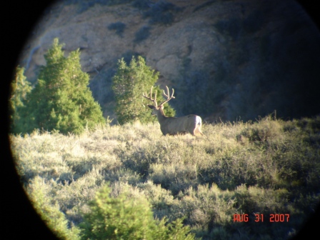 The WhiteTail Buck - Small Buck