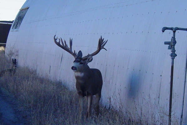 winter buck pics