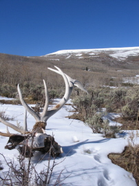 winter kill or late season loss