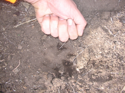 wolf track?