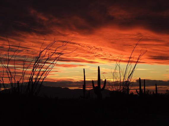 Christmas Eve Hunt In the Sonoran Desert