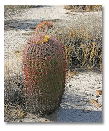 I love Mulies but I hate Cactus!!