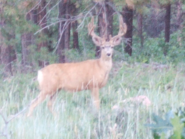 Re: How many mulies do you see on an average hunt?