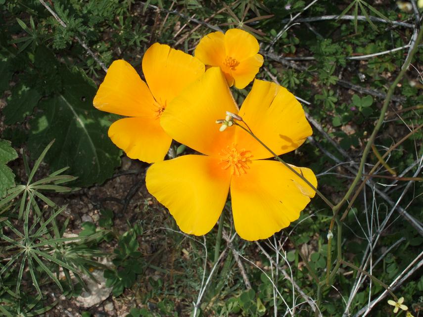 First Flowers