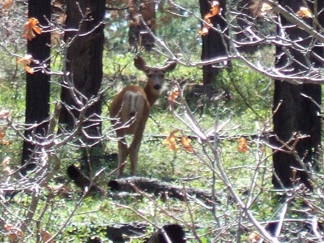 Deer that have been chewed a bit!