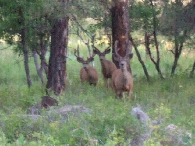 Re: Hard Horned Colorado Buck