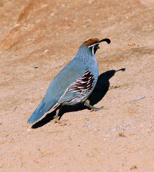 Quail.  Quick little beggers!