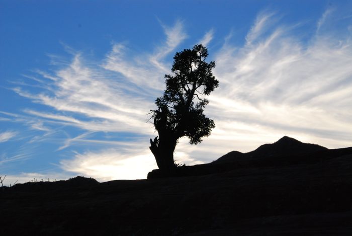 This tree looks large but I am actually only 5 feet from it, taking the pic from underneath it.  It was about 2 feet tall.