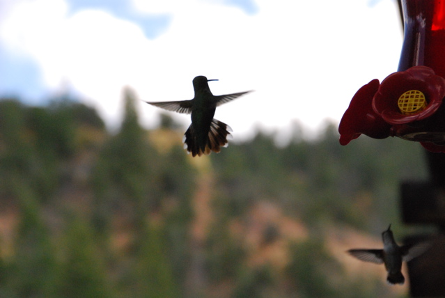 Hummingbird obsession.