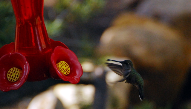 More hummingbirds.  So hard to freeze their wings!