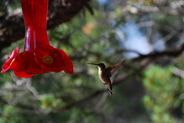 last humming bird, I promise.. (for now!)