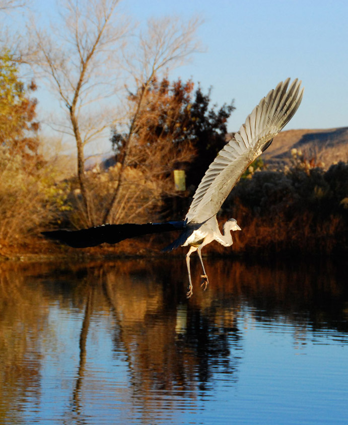 Wing Span!