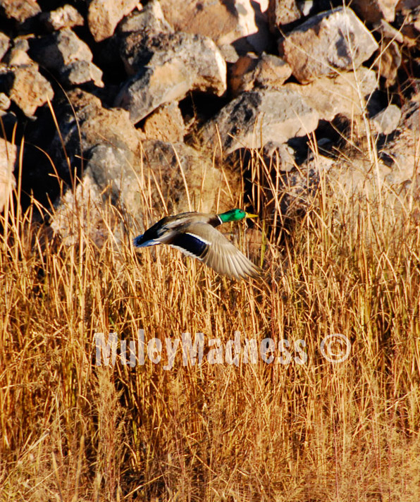 Duck, Heron, Quail, Eagle (receded hairline type)