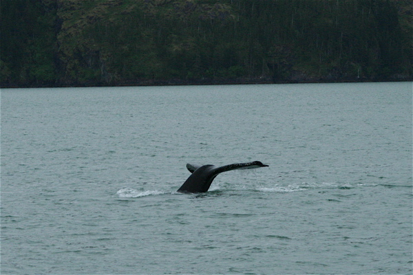 A Whale on our way to halibut fishing.