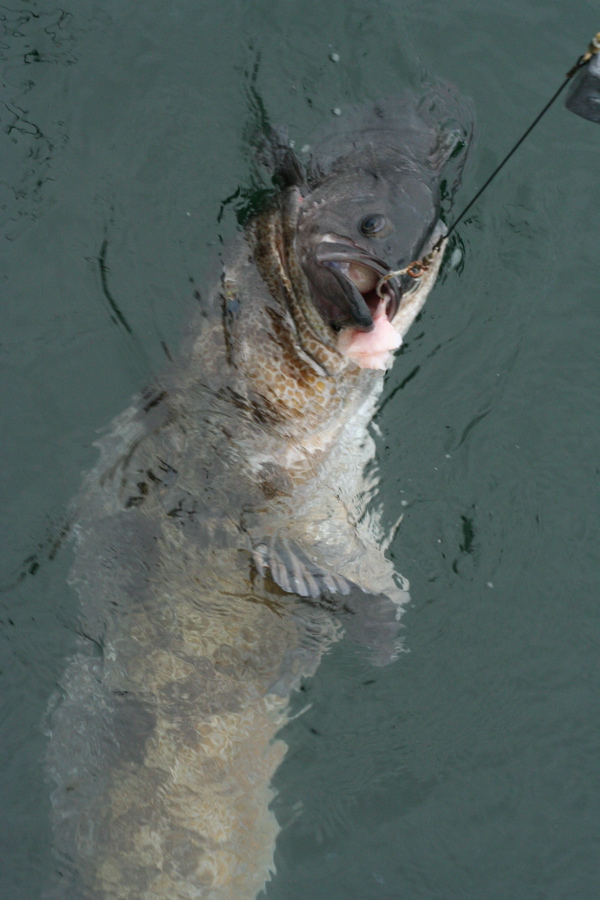 A lean Cod trying to eat our black sea bass!!!