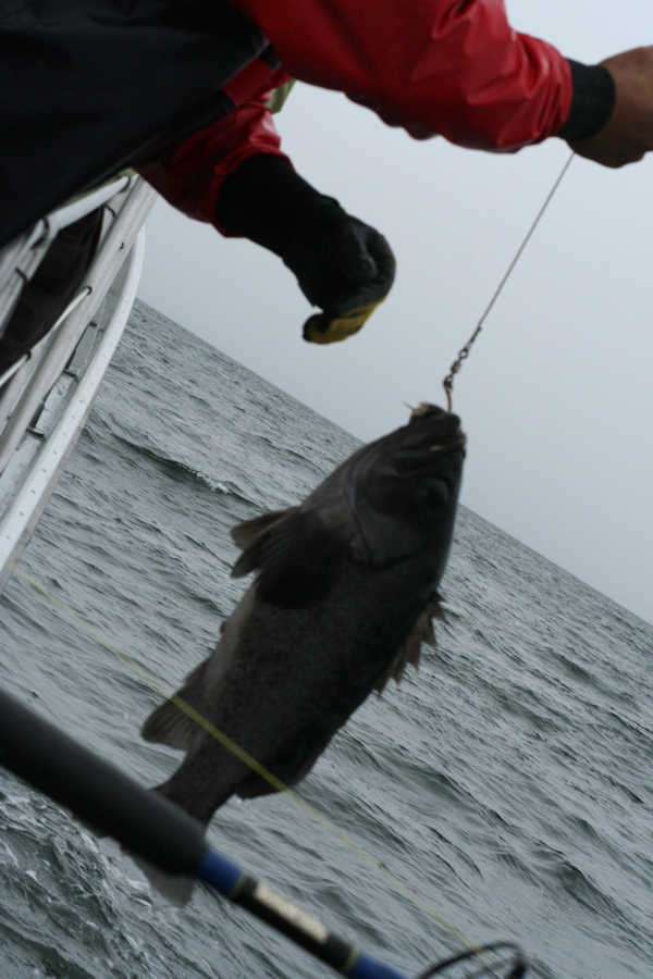 Our first catch, Black Sea Bass.